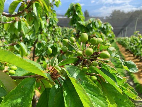 Tasmania Birchs Bay Cherries - Accommodation Main Beach 2