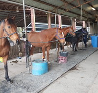 The Equine Club - Accommodation Main Beach