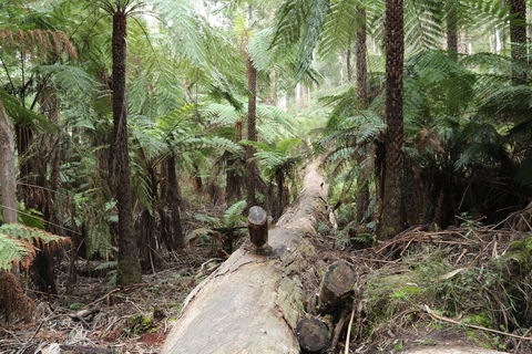 Upper Yarra Reservoir Park - Accommodation Main Beach 0