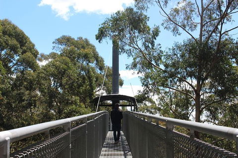 Illawarra Fly Treetop Adventures Admission Including Zipline Tour - Accommodation Main Beach 2