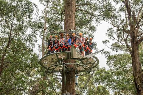 Illawarra Fly Treetop Adventures Admission Including Zipline Tour - Accommodation Main Beach 4