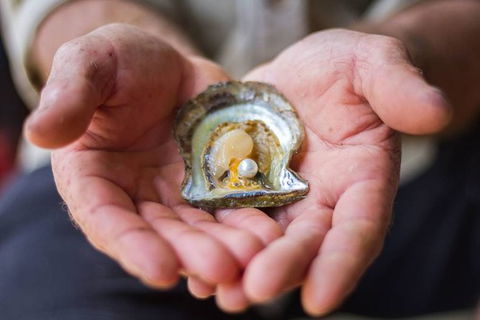 Australian Pearl Experience & Kangaroo Encounter Day Trip From Sydney - Accommodation Main Beach 3