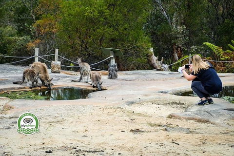 Australian Pearl Experience & Kangaroo Encounter Day Trip From Sydney - Accommodation Main Beach 4