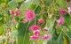 Full-Day Private Guided Tour To Litchfield National Park - thumb 5