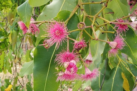 Full-Day Private Guided Tour To Litchfield National Park - Accommodation Main Beach 5