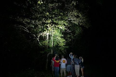 Atherton Tablelands Rain Forest By Night From Cairns - Accommodation Main Beach 9