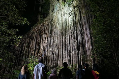 Atherton Tablelands Rain Forest By Night From Cairns - Accommodation Main Beach 3