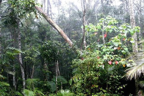 Atherton Tablelands Rain Forest By Night From Cairns - Accommodation Main Beach 4