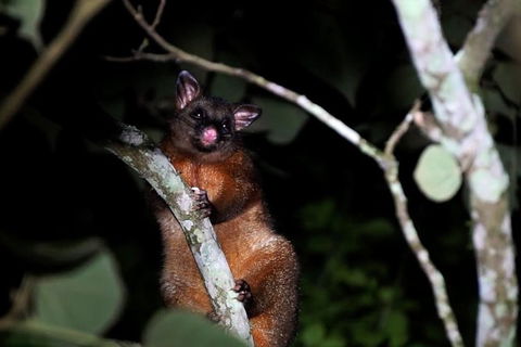 Atherton Tablelands Rain Forest By Night From Cairns - Accommodation Main Beach 2