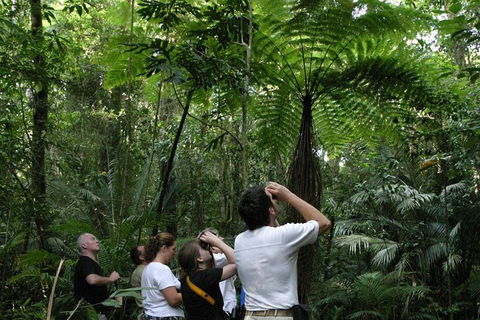 Atherton Tablelands Rain Forest By Night From Cairns - Accommodation Main Beach 6