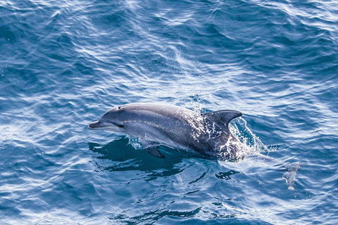 All Inclusive Dolphin And Tangalooma Wrecks Cruise - Accommodation Main Beach 5