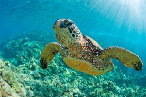 All Inclusive Dolphin And Tangalooma Wrecks Cruise - Accommodation Main Beach 6