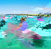 Half Day Dolphin Kayaking and Snorkeling Tour - Accommodation Main Beach