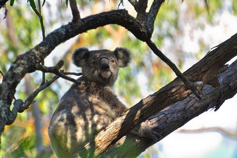 Gold Coast Lamington National Park And Tamborine Mountain 4WD Ecotour - Accommodation Main Beach 3