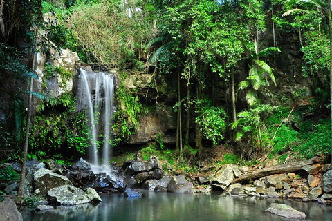Gold Coast Lamington National Park And Tamborine Mountain 4WD Ecotour - Accommodation Main Beach 2