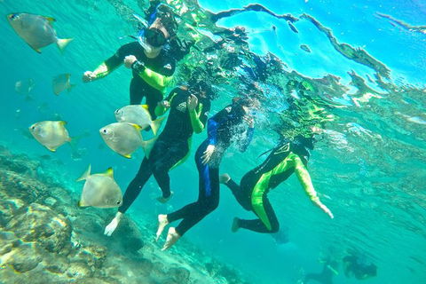 Half-Day Kayak, SUP And Snorkel Tour At Wave Break Island With Lunch - Accommodation Main Beach 7