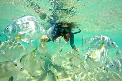 Half-Day Kayak, SUP And Snorkel Tour At Wave Break Island With Lunch - Accommodation Main Beach 9