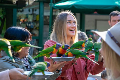 Currumbin Wildlife Sanctuary General Entry Ticket - Accommodation Main Beach 15
