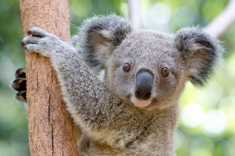 Currumbin Wildlife Sanctuary General Entry Ticket - Accommodation Main Beach 17