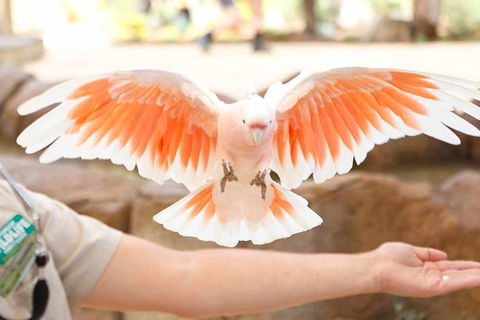 Currumbin Wildlife Sanctuary General Entry Ticket - Accommodation Main Beach 18
