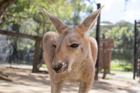 Currumbin Wildlife Sanctuary General Entry Ticket - Accommodation Main Beach 9