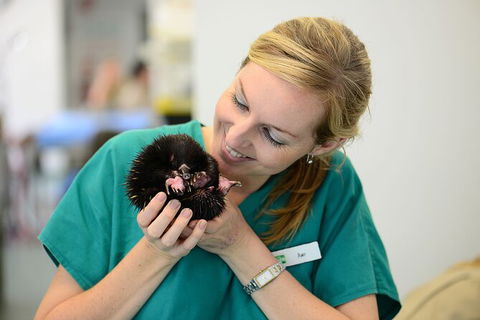 Currumbin Wildlife Sanctuary General Entry Ticket - Accommodation Main Beach 8