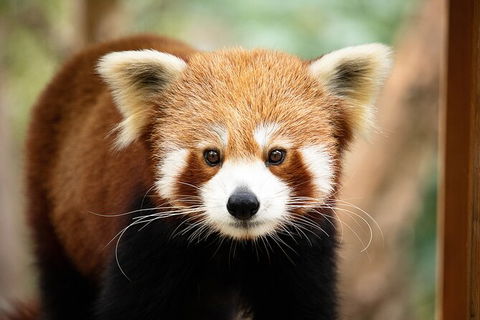 Currumbin Wildlife Sanctuary General Entry Ticket - Accommodation Main Beach 3
