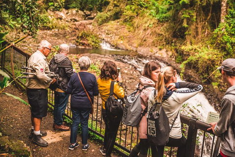 Full-day Springbrook National Park Tour From The Gold Coast - Accommodation Main Beach 5