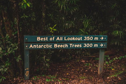 Full-day Springbrook National Park Tour From The Gold Coast - Accommodation Main Beach 3
