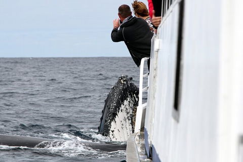 Whale Watching Tour In Gold Coast - Accommodation Main Beach 8