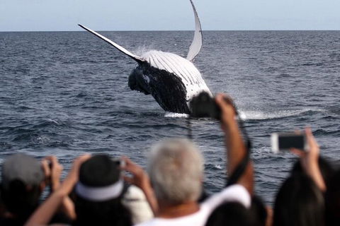Whale Watching Tour In Gold Coast - Accommodation Main Beach 1