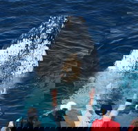 Whale Watching Tour in Gold Coast - Accommodation Main Beach