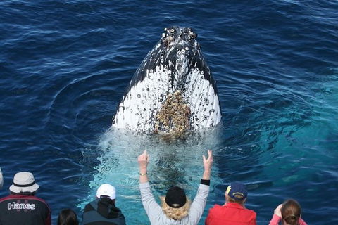 Whale Watching Tour In Gold Coast - Accommodation Main Beach 0