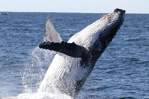 Whale Watching Tour In Gold Coast - Accommodation Main Beach 3