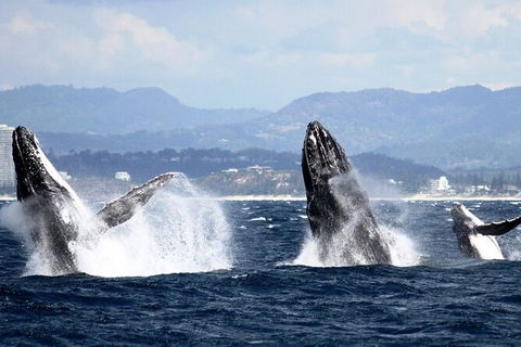 Whale Watching Tour In Gold Coast - Accommodation Main Beach 6