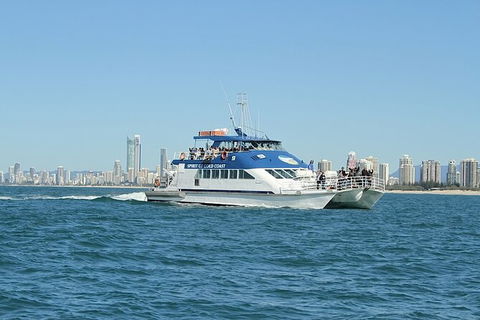 Whale Watching Tour In Gold Coast - Accommodation Main Beach 4