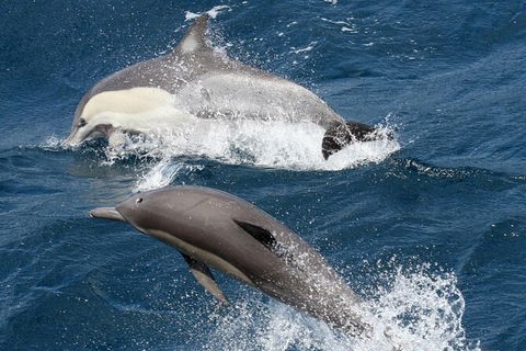 Whale Watching Tour In Gold Coast - Accommodation Main Beach 2