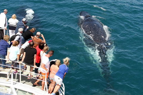 Whale Watching Tour In Gold Coast - Accommodation Main Beach 7
