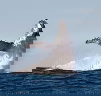 Private whale watching - Accommodation Main Beach