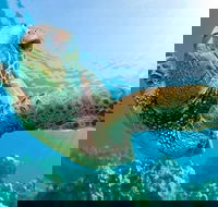 Guided Snorkel with Fish Tour at Cook Island Aquatic Reserve - Accommodation Main Beach