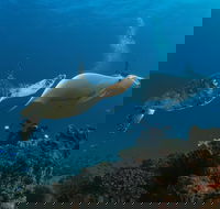 Gold Coast Try-Scuba Experience at Cook Island Aquatic Reserve - Accommodation Main Beach