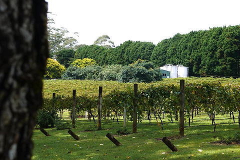 Hens Party Winery Tour - Accommodation Main Beach 6