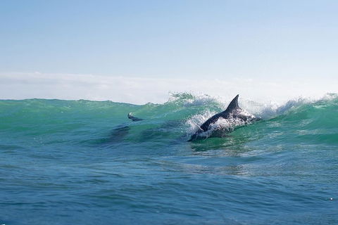 Private Tangalooma Wrecks Tour - Accommodation Main Beach 3