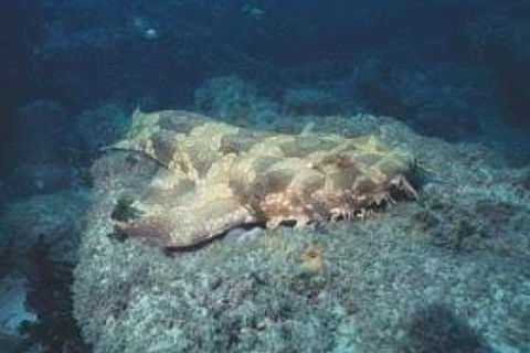 Dive The Scottish Prince Shipwreck - Accommodation Main Beach 2