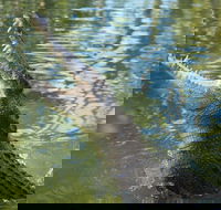 The adventure begins at Hartley's the best crocodile show in Australia