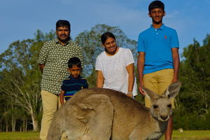 Kangaroo Watching & Koala Spotting - Private Tour