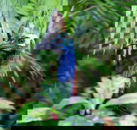 Guided Night Walk in Cape Tribulation - Accommodation Main Beach