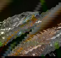 Family Night Walking Tour at Tropical Rainforest in Daintree - Accommodation Main Beach