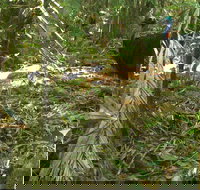 Small-Group Trekking Experience in Daintree National Park - Accommodation Main Beach