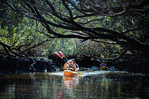 Dolphin Sanctuary Kayaking In Adelaide - Accommodation Main Beach 4